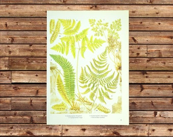 Vintage Fern Print Plant Wall Art Botanical Wall Decor Frameable Ready to Frame