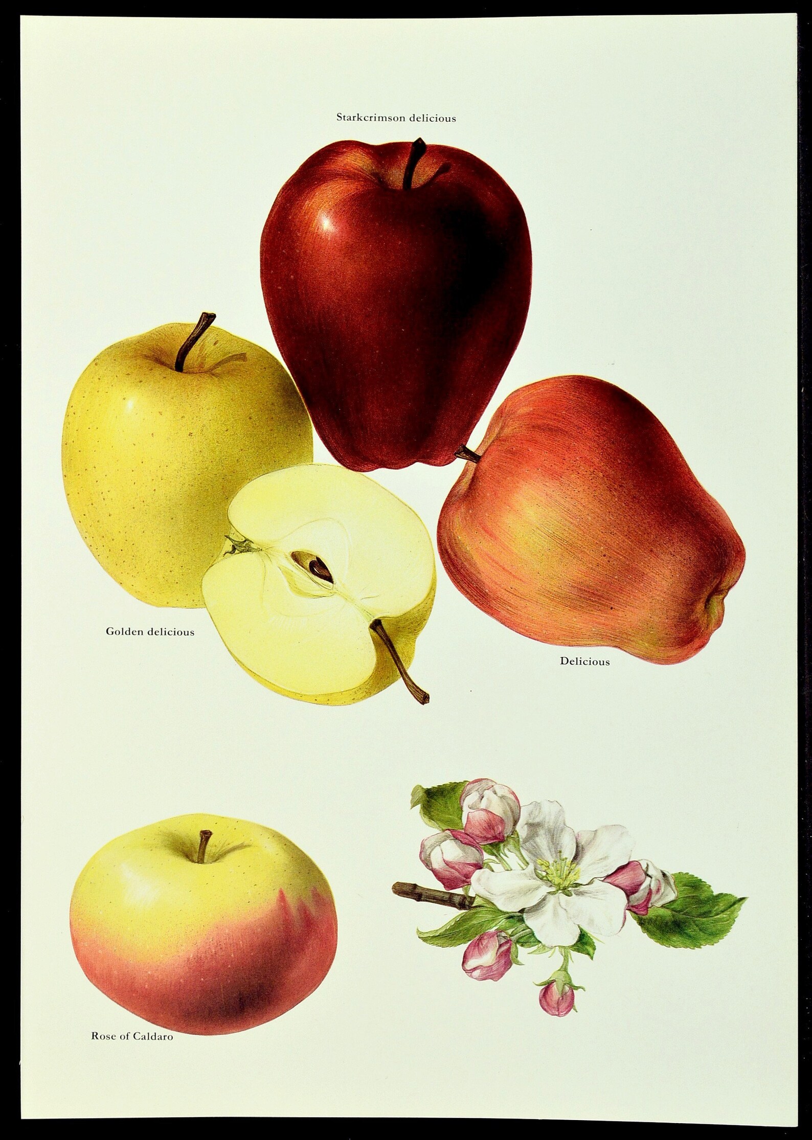 Apples Wall Art Decor Fruit Wall Art Kitchen Decor Apple Etsy