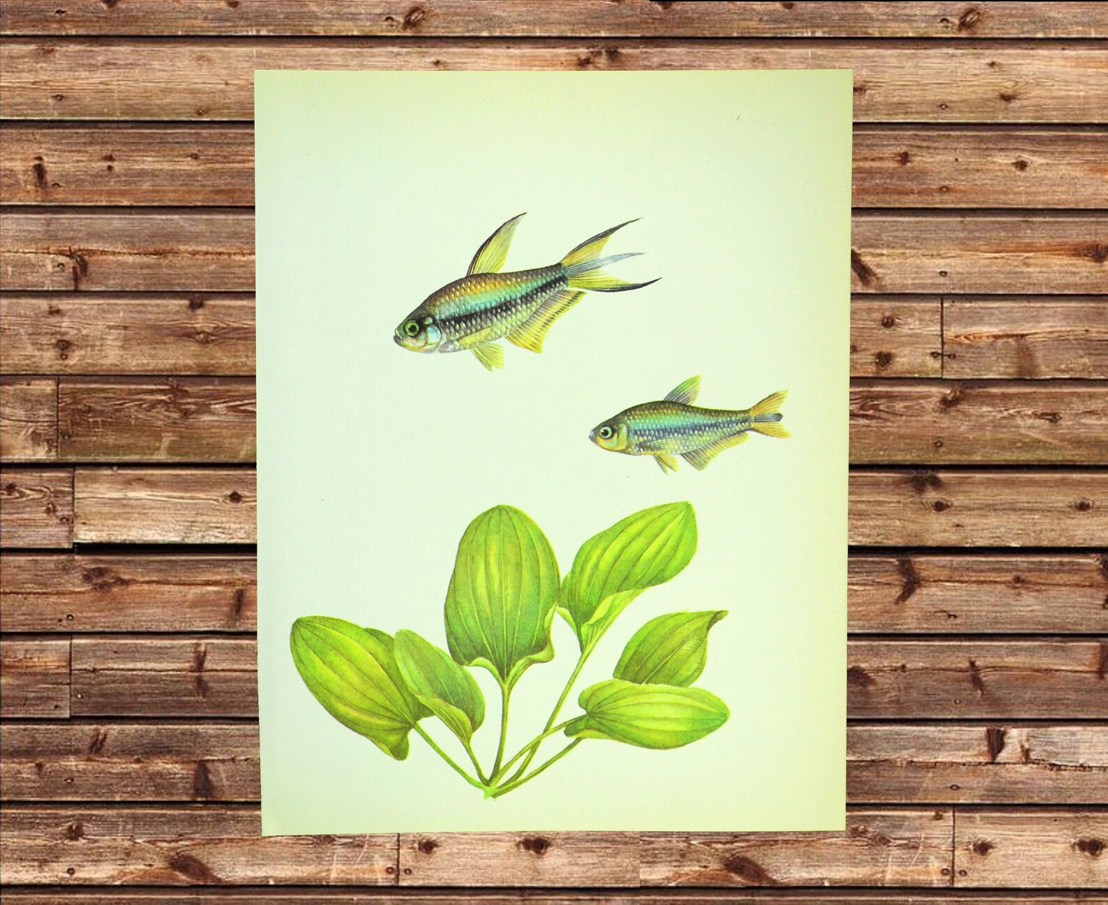 Aquarium Fish Art Wall Decor Tropical Fish Print Aquatic Plant Etsy