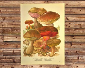 Forest Floor Mushroom Print Botany Wall Decor Botanical Frameable Print Ready to Frame