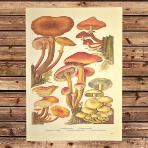 Fungi Wall Art Mushroom Art Print Mushrooms Botanical Stump Naturalist Gift Idea For Her Print Frameable
