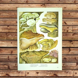 Vintage Fungi Print Mushroom Wall Art Mushrooms Frameable Ready to Frame