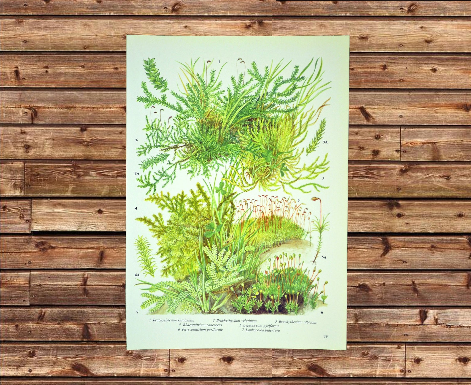 Moss Print Moss Wall Art Mosses Print Plant Wall Decor Matted Etsy