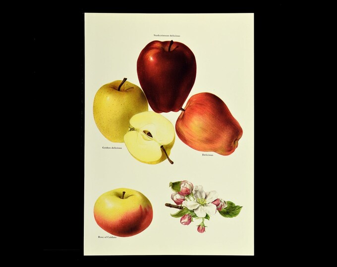 Apple Wall Art Decor Fruit Wall Art Kitchen Decor Apples Etsy