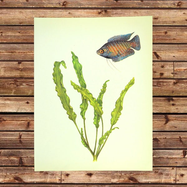 Vintage Tropical Fish Print Aquarium Fish Art Print Frameable Wall Art Decor