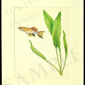 Vintage Tropical Guppy Fish Print Wall Art Beach House Decor Frameable Aquarium image 4