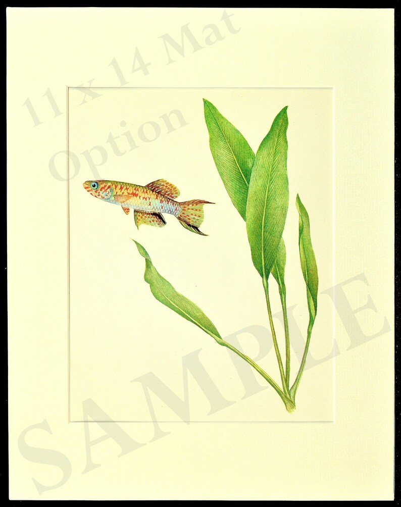 Vintage Tropical Guppy Fish Print Wall Art Beach House Decor Frameable Aquarium image 4