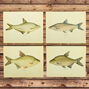 Vintage Fish Print Wall Art Set, Set of 4, Bluegill Fish Wall Decor Bream Carp Frameable