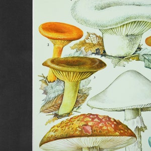 May include: A vintage illustration of six different types of mushrooms. The mushrooms are depicted in detail, with their caps, stems, and gills clearly visible. The illustration is set against a light green background with brown leaves.