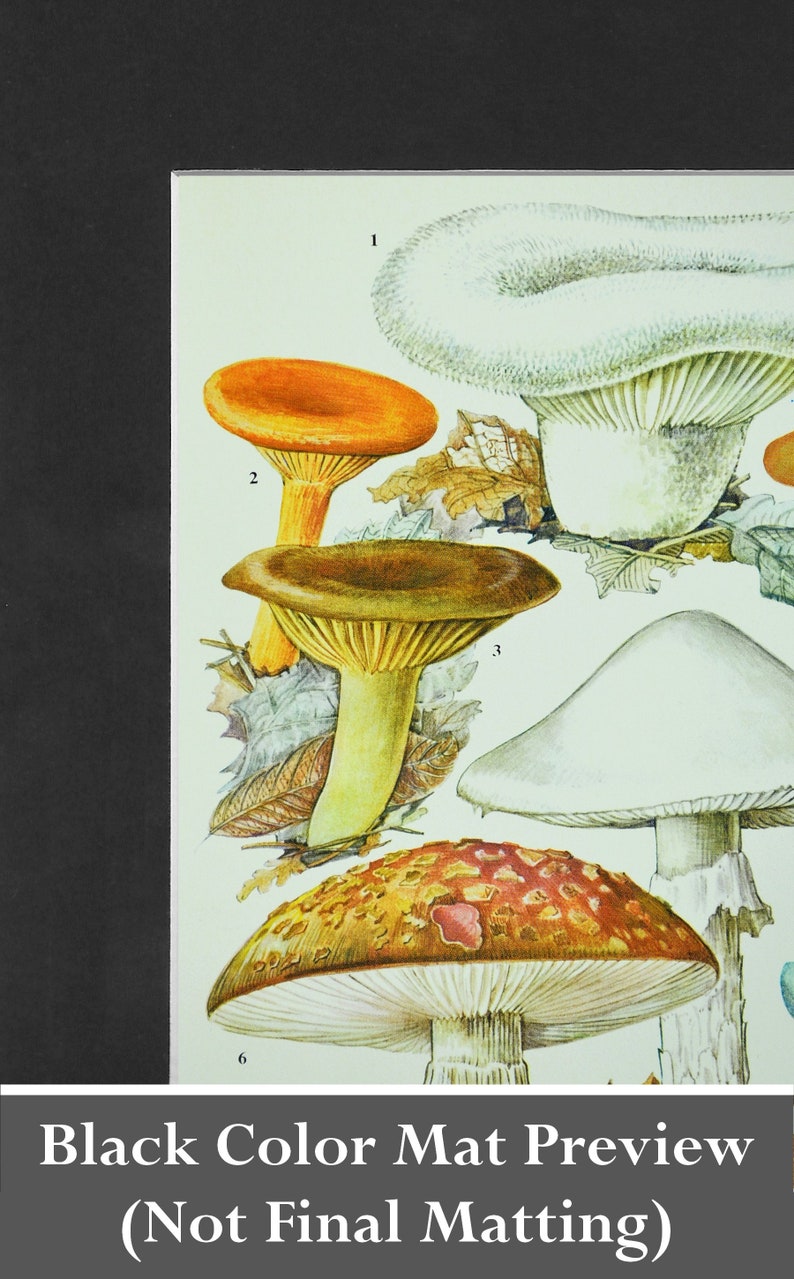 May include: A vintage illustration of six different types of mushrooms. The mushrooms are depicted in detail, with their caps, stems, and gills clearly visible. The illustration is set against a light green background with brown leaves.