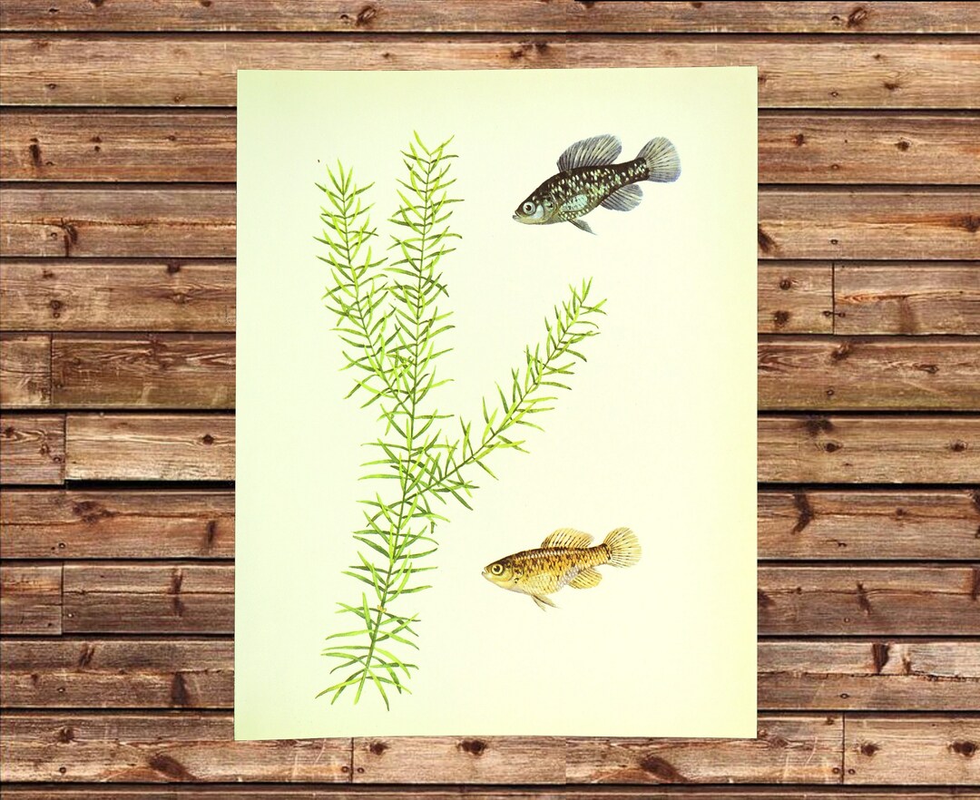 View of Aquarium Fish Wall Art Beach House Decor Frameable Tropical - Etsy