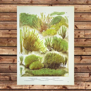 Nature Wall Decor Moss Print Botany Wall Art Botanical Print Naturalist Frameable Gift For Her Gift For Her ORIGINAL only