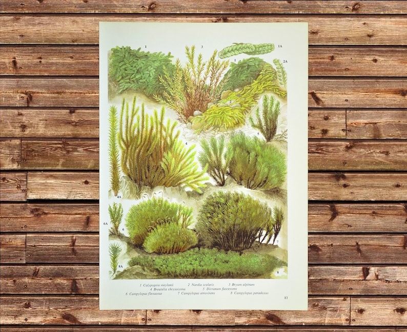 Nature Wall Decor Moss Print Botany Wall Art Botanical Print Naturalist Frameable Gift For Her Gift For Her ORIGINAL only