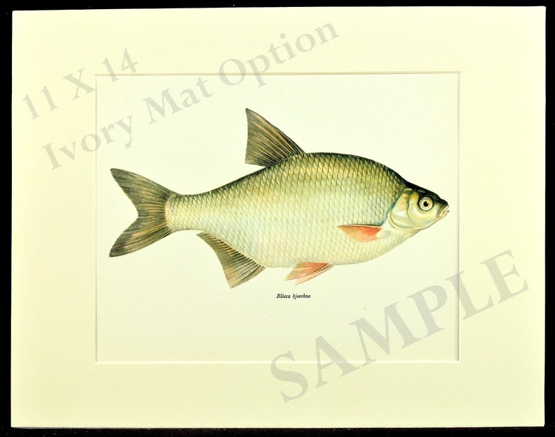 Whitefish Print Cabin Art Fishing Decor Fish Wall Art Etsy