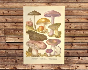 Botany Print Mushroom Wall Art Nature Print Botanical Frameable Print