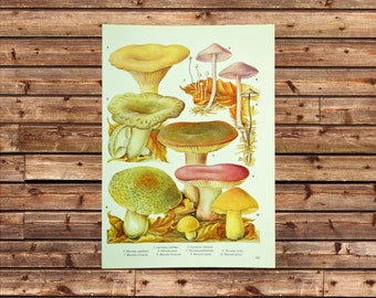 Vintage Fungi Print Mushroom Wall Art Frameable Ready to Frame Outdoor Lover