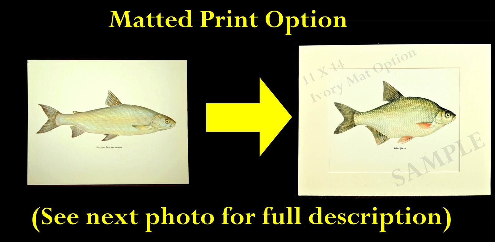 Whitefish Print Cabin Art Fishing Decor Fish Wall Art Etsy