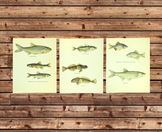 ORIGINAL Vintage Fish Wall Decor, Fish Print Set of 3, Small Fish