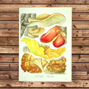 Fungi Wall Decor Mushroom Art Print Mushrooms Botanical Gift For Her