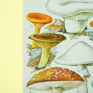 May include: A vintage illustration of various mushrooms with white, orange, and brown caps. The mushrooms are depicted on a white background with brown leaves.