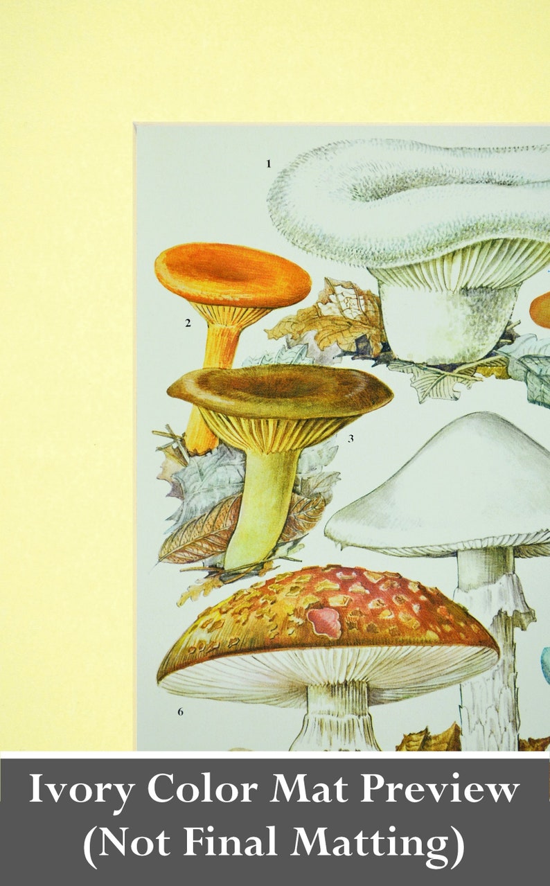 May include: A vintage illustration of various mushrooms with white, orange, and brown caps. The mushrooms are depicted on a white background with brown leaves.