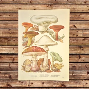 Fungi Print Mushroom Wall Art Mushrooms Botanical Frameable Print Ready to Frame Wedding Frameable Gift For Her Gift For Her
