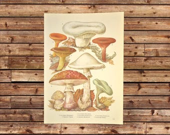 Fungi Print Mushroom Wall Art Mushrooms Botanical Frameable Print Ready to Frame Wedding Frameable Gift For Her Gift For Her