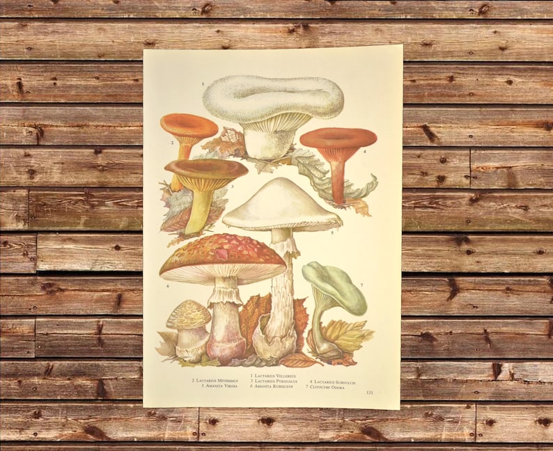 May include: Vintage botanical illustration of various mushrooms with Latin names and numbers. The mushrooms are depicted in detail with different colors and shapes, including red, white, brown, and green.
