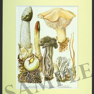 May include: A vintage illustration of six different types of mushrooms. The mushrooms are depicted in various stages of growth and are labeled with their scientific names: Phallus Impudicus, Mutinus Caninus, Hydnum Repandum, Helvella Lacunosa, Claviceps Cristata, and Clavulina Helvola.