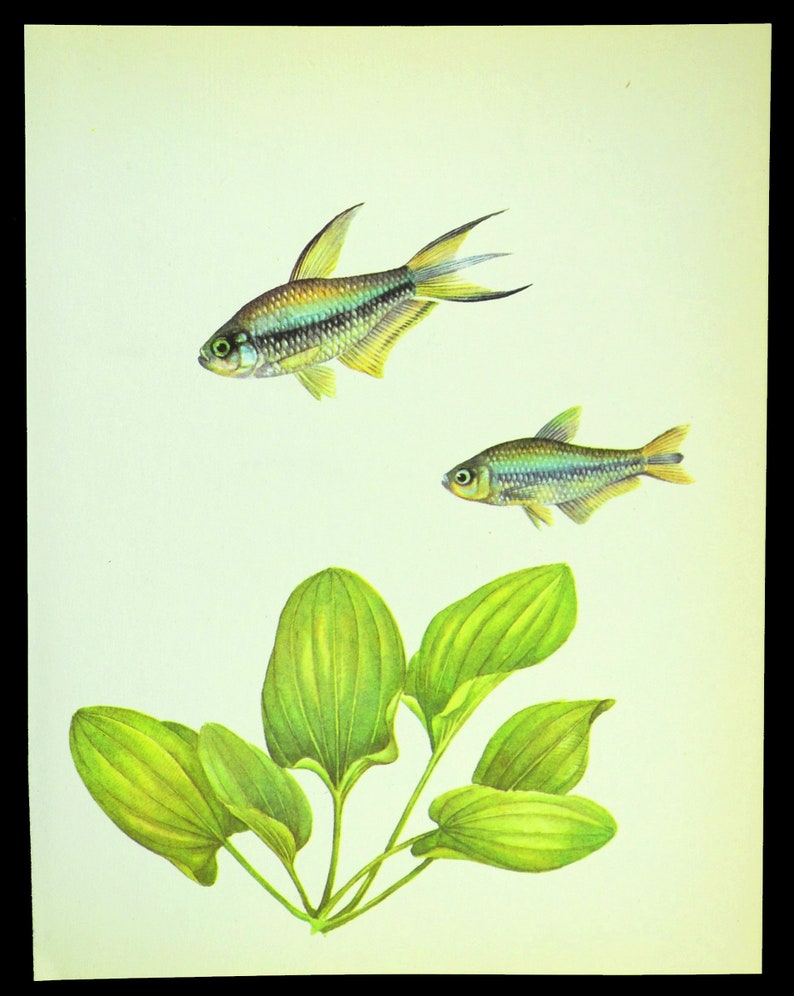 Aquarium Fish Art Wall Decor Tropical Fish Print Aquatic Plant Etsy