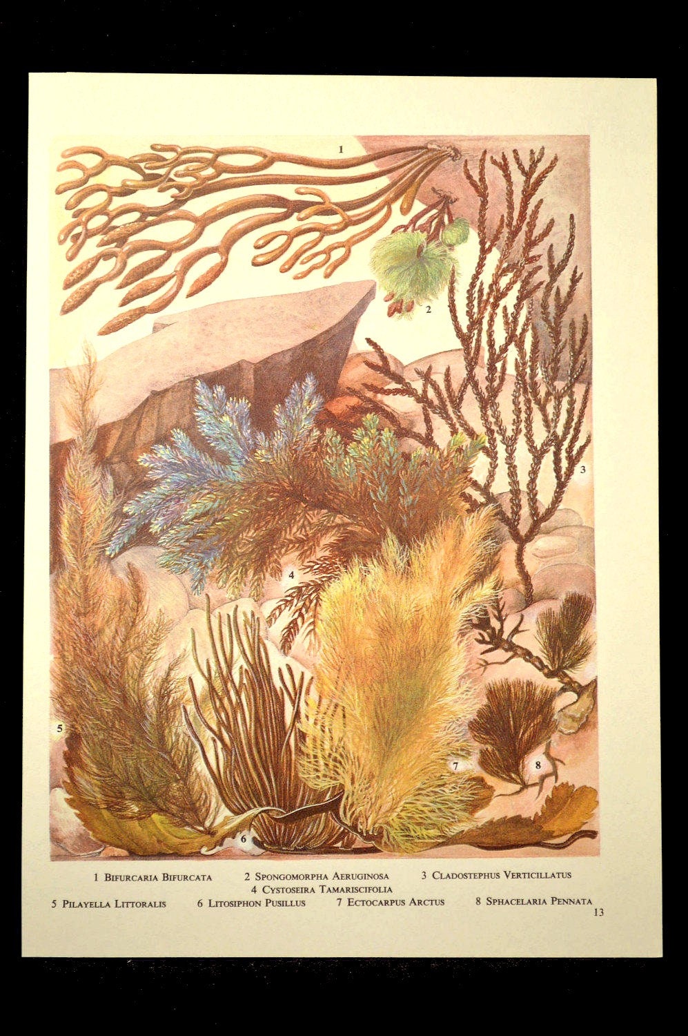 Beach House Print Seaweed Wall Decor Ocean Sea Plant Wall Art Etsy