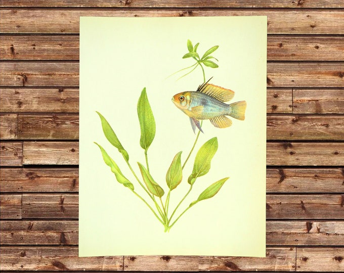Aquarium Fish Print Wall Art Tropical Wall Decor Frameable Etsy