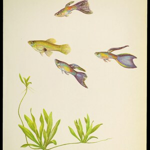 Vintage Tropical Guppy Fish Print Wall Art Beach House Decor Frameable Aquarium image 2