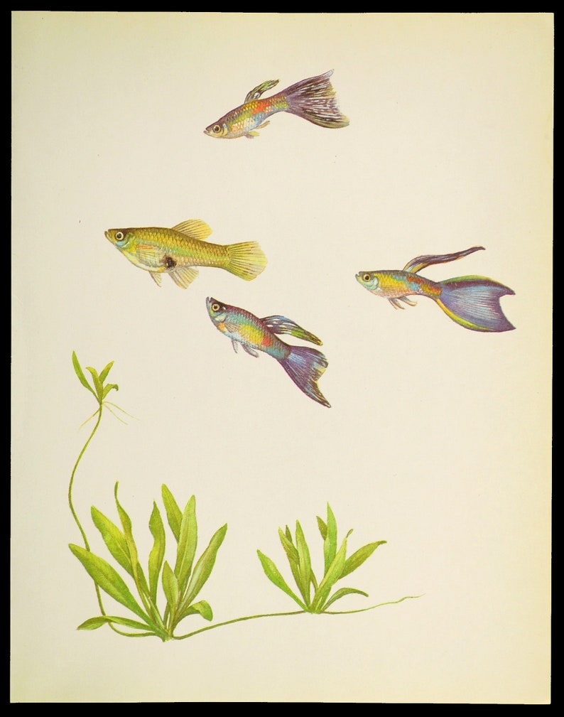 Vintage Tropical Guppy Fish Print Wall Art Beach House Decor Frameable Aquarium image 2