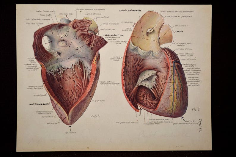 Human Anatomy Print Wall Art Heart Print Medical Wall Decor | Etsy