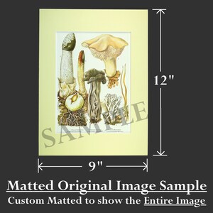 May include: A vintage botanical illustration of various mushrooms, including a white mushroom with a brown cap, a tall white mushroom with a brown cap, and a cluster of smaller mushrooms with brown caps. The illustration is on a cream-colored background with a light brown border.