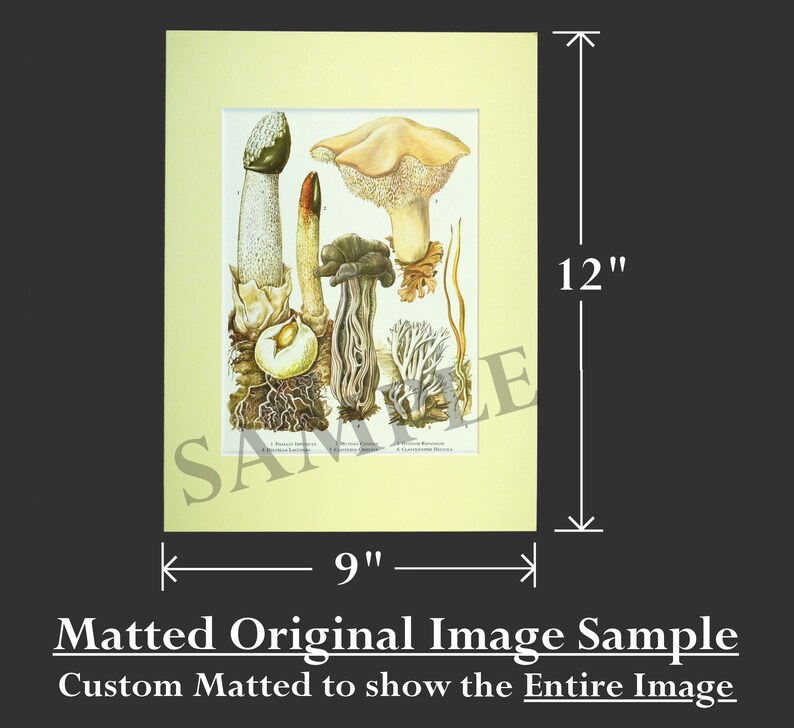 May include: A vintage botanical illustration of various mushrooms, including a white mushroom with a brown cap, a tall white mushroom with a brown cap, and a cluster of smaller mushrooms with brown caps. The illustration is on a cream-colored background with a light brown border.