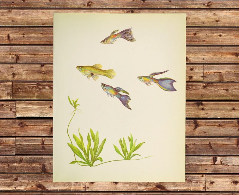 Vintage Tropical Guppy Fish Print Wall Art Beach House Decor Frameable Aquarium ORIGINAL only