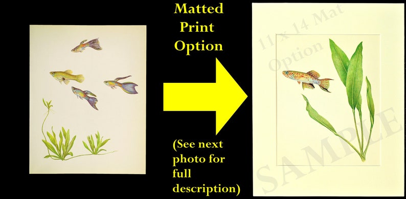 Vintage Tropical Guppy Fish Print Wall Art Beach House Decor Frameable Aquarium 11 x 14 Ivory Mat