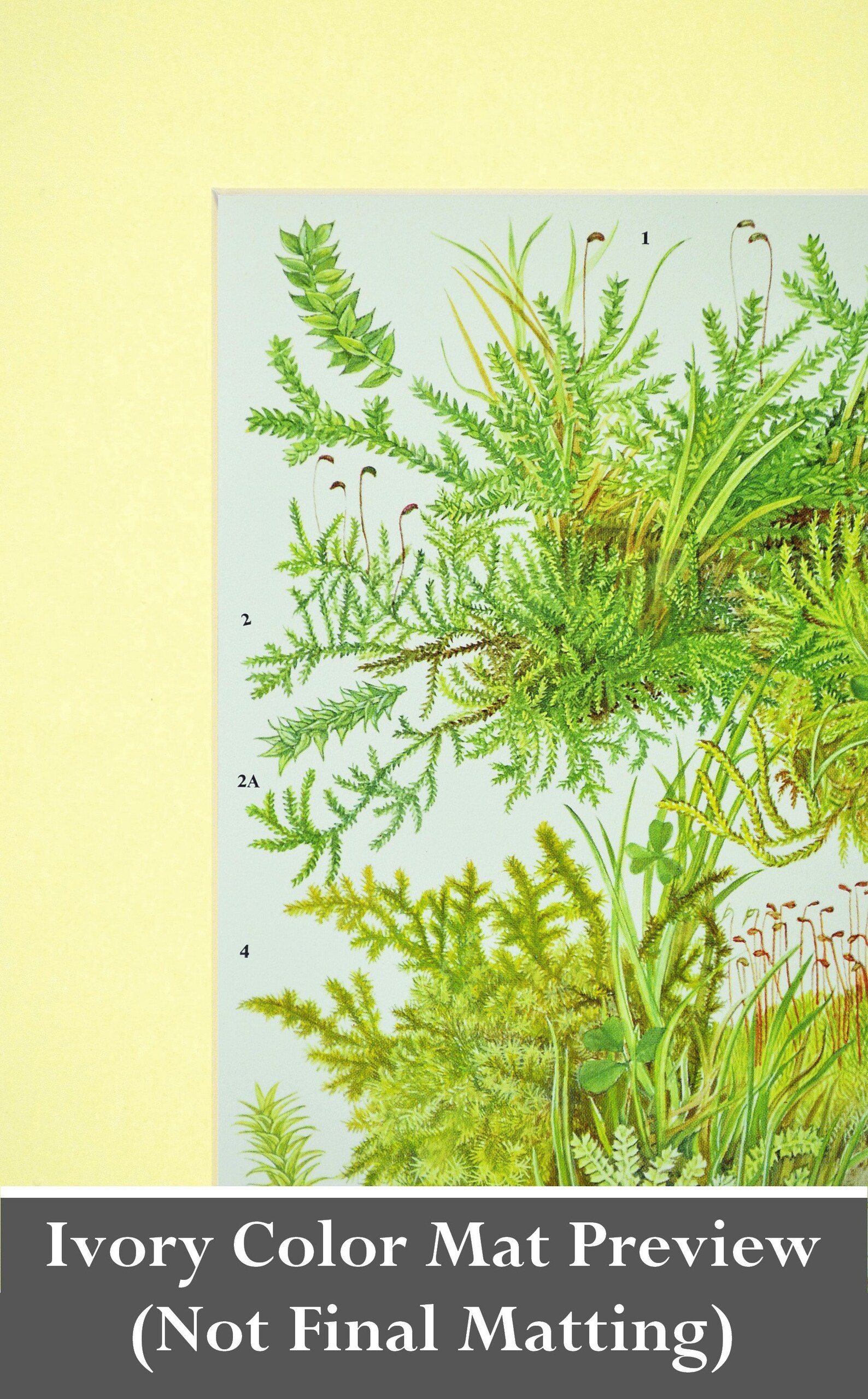 Moss Print Moss Wall Art Mosses Print Plant Wall Decor Matted Etsy