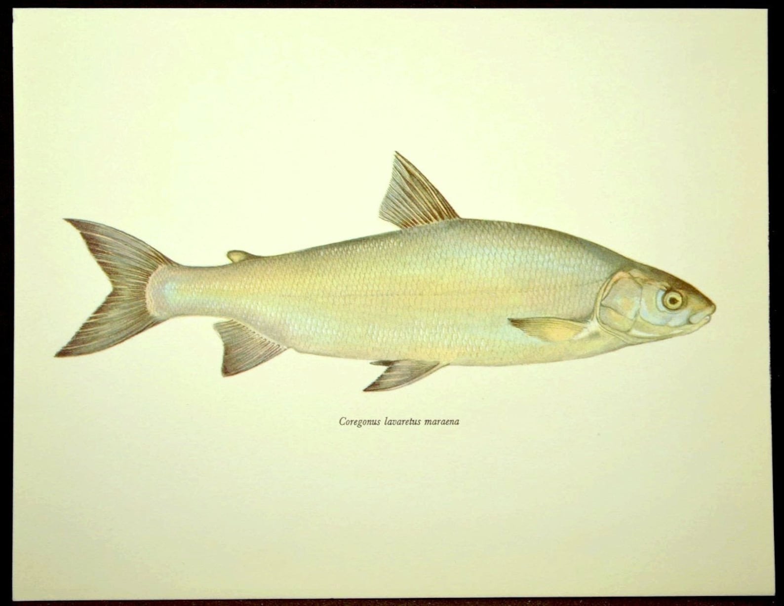 Whitefish Print Cabin Art Fishing Decor Fish Wall Art Etsy