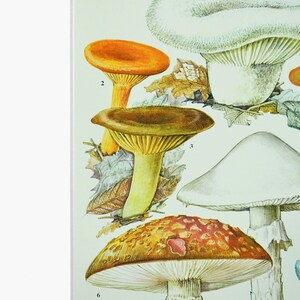 May include: A vintage illustration of six different types of mushrooms. The mushrooms are drawn in a realistic style with detailed features. The illustration is on a light green background with brown leaves.