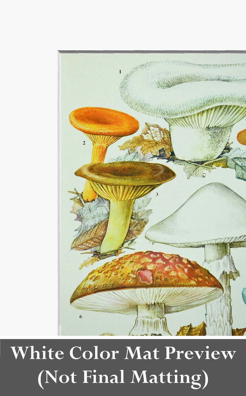 May include: A vintage illustration of six different types of mushrooms. The mushrooms are drawn in a realistic style with detailed features. The illustration is on a light green background with brown leaves.
