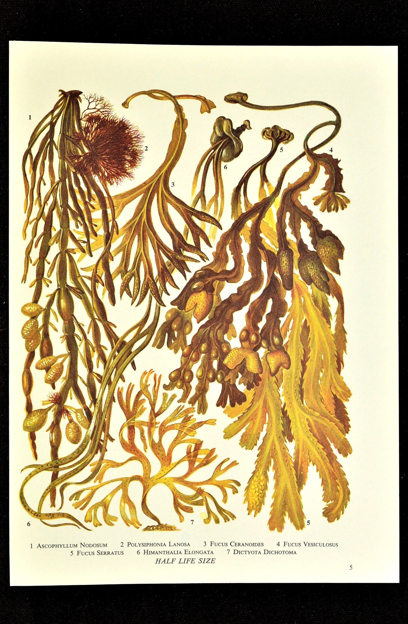 Seaweed Print Ocean Plant Wall Decor Matted Beach House Wall Etsy