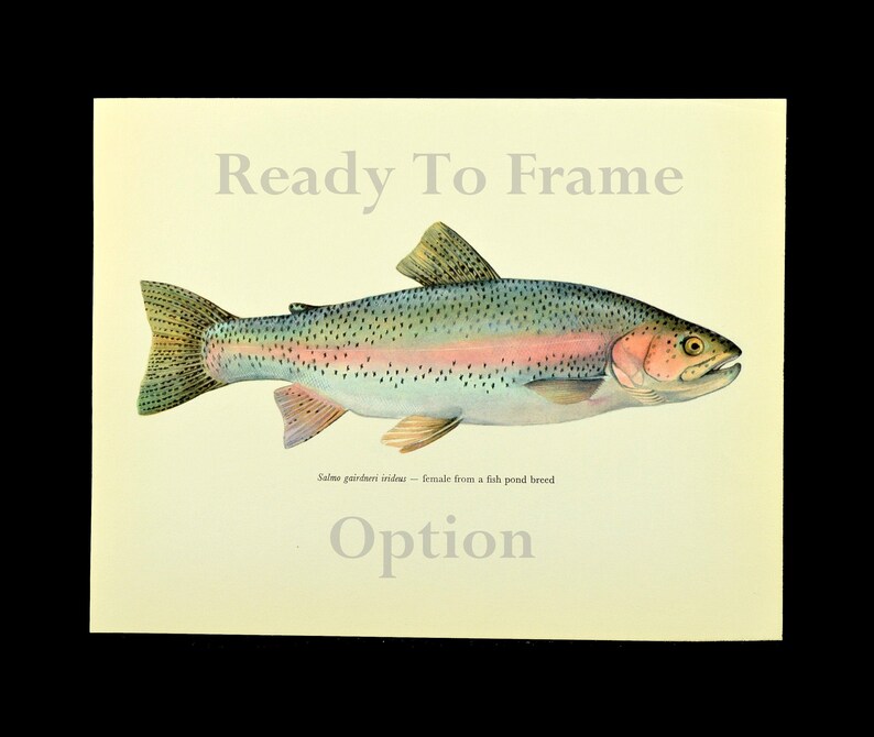 Fishing Gift Rainbow Trout Print Wall Art Fish Print Cabin Etsy