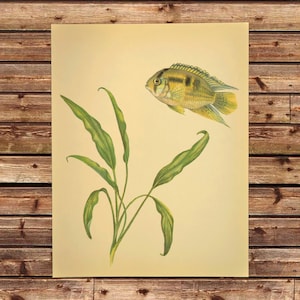May include: Vintage botanical print featuring a detailed illustration of a yellow and black fish, possibly a cichlid, and green aquatic plants. The artwork is set against a cream-colored background, evoking a classic, scientific aesthetic.