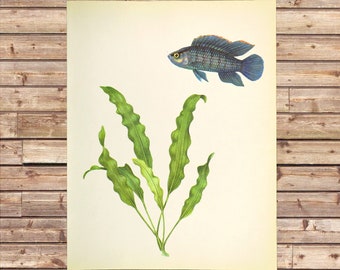 Vintage Aquarium Fish Print Tropical Fish Wall Art Aquatic Plant Frameable