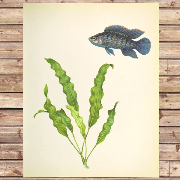 Vintage Aquarium Fish Print Tropical Fish Wall Art Aquatic Plant Frameable