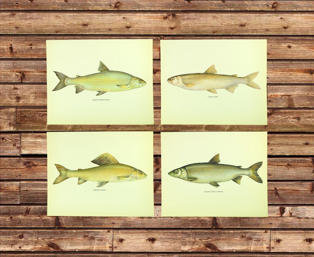 ORIGINAL Vintage Fish Wall Decor Set of 4 Whitefish Fish Etsy