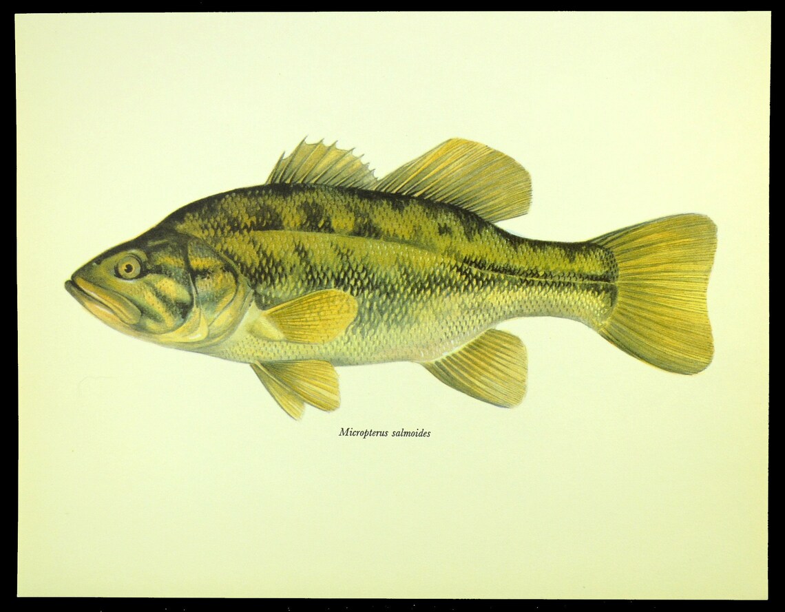 Large Mouth Bass Print Fish Wall Art Fishing Wall Decor Cabin - Etsy